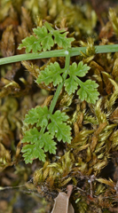 Hellenocarum multiflorum