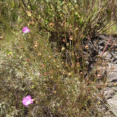Agalinis peduncularis