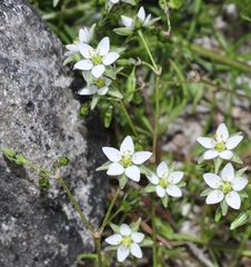 Spergularia flaccida