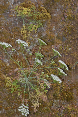 Hellenocarum multiflorum