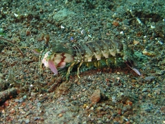 Odontodactylus latirostris
