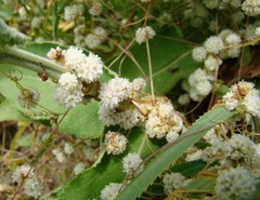 Cuscuta approximata