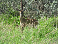 Raphicerus campestris steinhardti