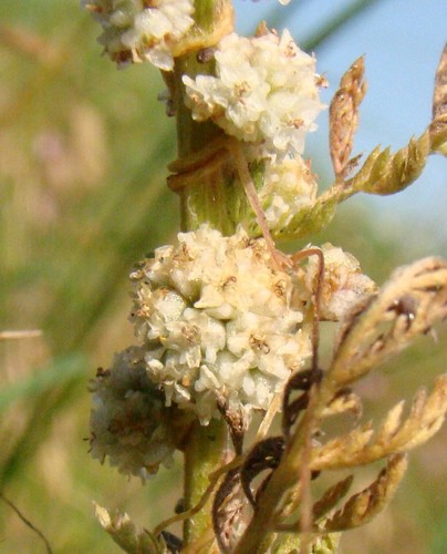 Image of Cuscuta approximata by (c) Юрий Данилевский (Yuriy Danilevsky), some rights reserved (CC BY)