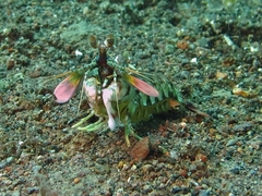 Odontodactylus latirostris