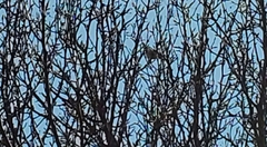 Junco