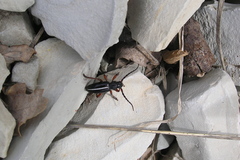 Dorcadion cinerarium