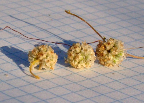 Image of Cuscuta approximata by (c) Юрий Данилевский (Yuriy Danilevsky), some rights reserved (CC BY)