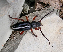 Dorcadion cinerarium