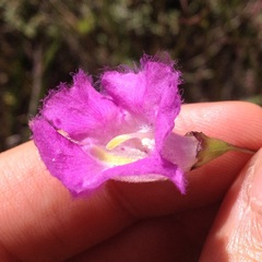 Agalinis peduncularis
