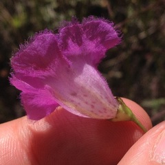 Agalinis peduncularis