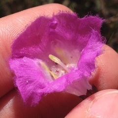 Agalinis peduncularis