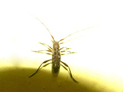 Rondibilis subundulata