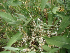 Cuscuta approximata