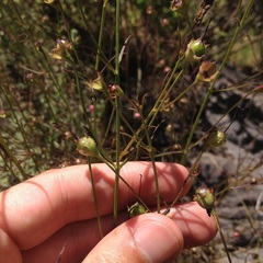 Agalinis peduncularis