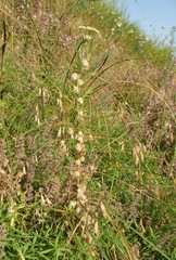 Cuscuta approximata