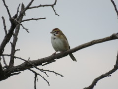 Chondestes grammacus