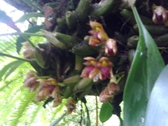 Bulbophyllum leopardinum