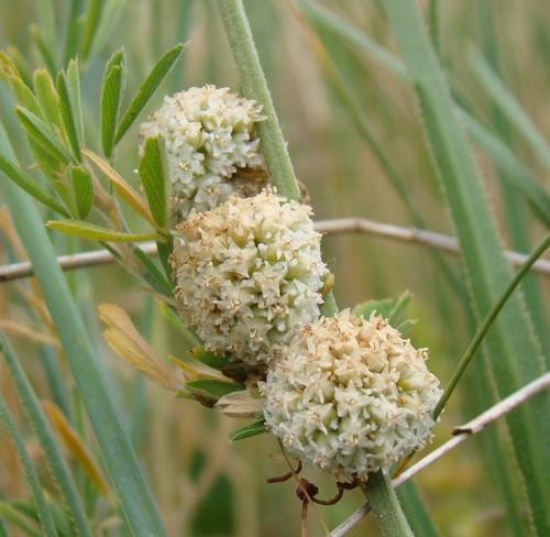 Image of Cuscuta approximata by (c) Юрий Данилевский (Yuriy Danilevsky), some rights reserved (CC BY)