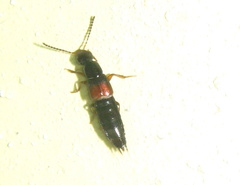 Philonthus variipennis