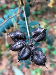 Astragalus neglectus