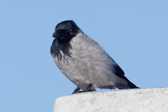 Corvus cornix