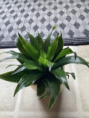 Dracaena fragrans compacta