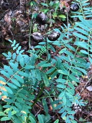 Astragalus neglectus