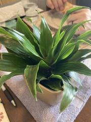 Dracaena fragrans compacta