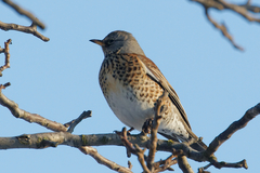 Turdus pilaris