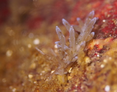 Eubranchus rupium