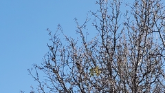 Junco