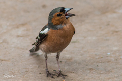 Fringilla coelebs