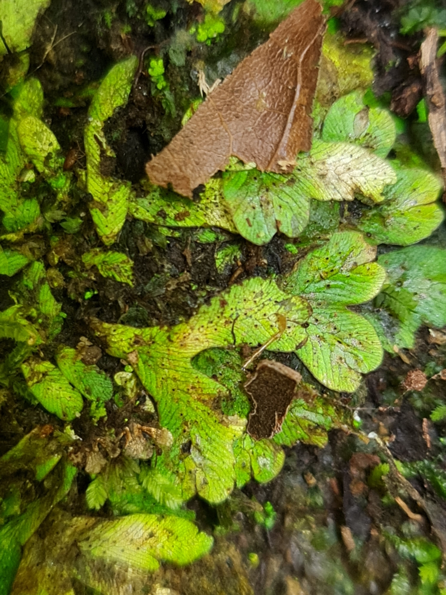 Cyathodium spruceanum
