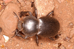 Parastizopus