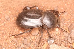 Parastizopus
