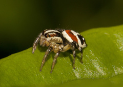 Nycerella delecta