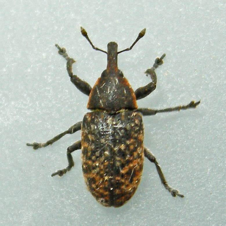 Canada Thistle Bud Weevil