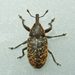 Larinus planus - Photo (c) Bill Keim, algunos derechos reservados (CC BY)