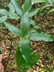 Image of Quercus humboldtii