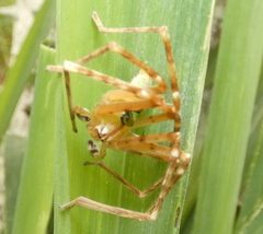Macrinus pollexensis