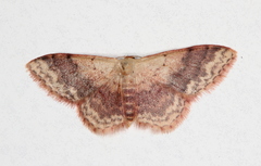 Idaea halmaea