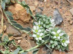 Telephium imperati imperati