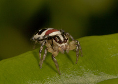 Nycerella delecta