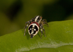 Nycerella delecta