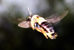 Xylocopa virginica krombeini