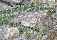 Telephium imperati imperati