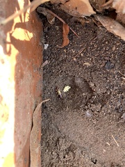 Forficula auricularia