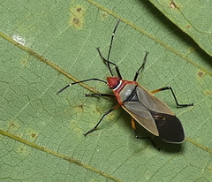 Dysdercus maurus