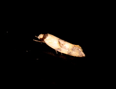 Euphiltra celeteria